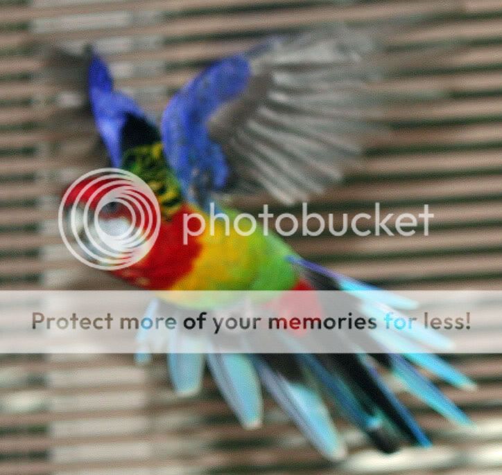 Posted Image