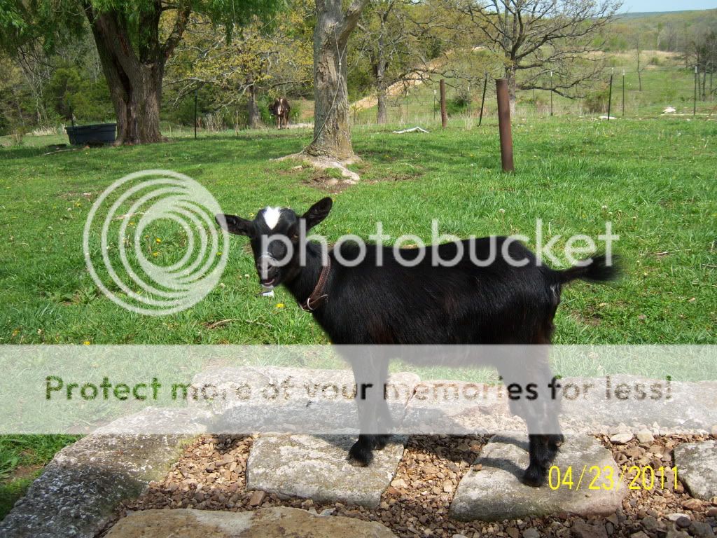 Our latest additions..... - Goats