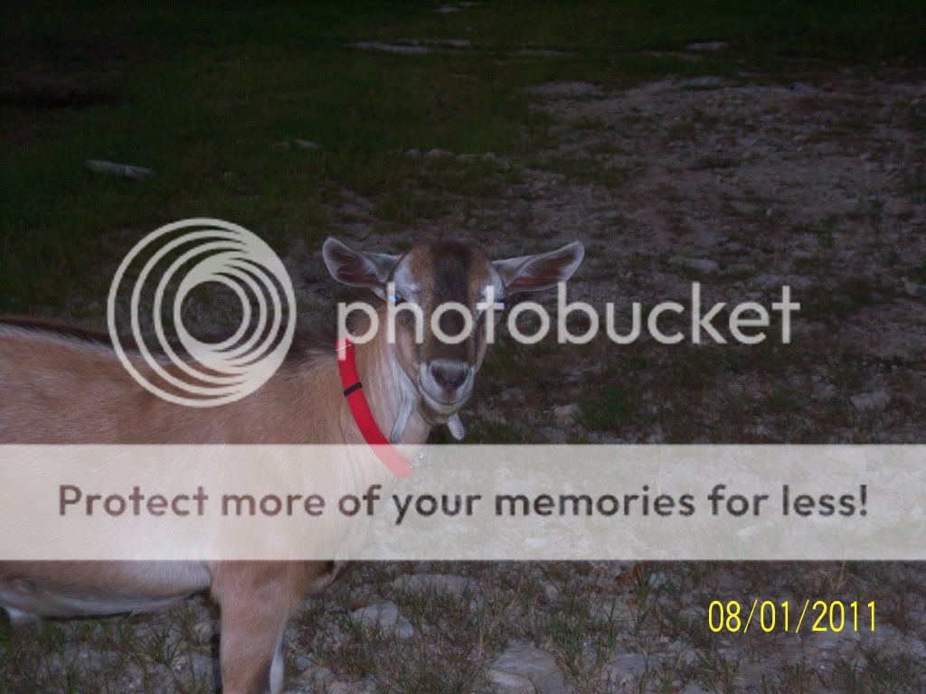 Our latest additions..... - Goats