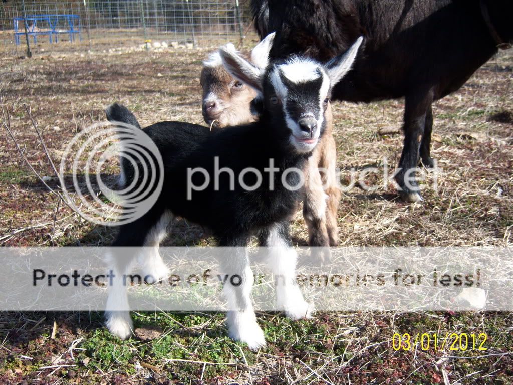 why do some kids have waddles and others not - Goats