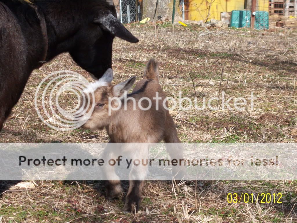 Our latest additions..... - Goats