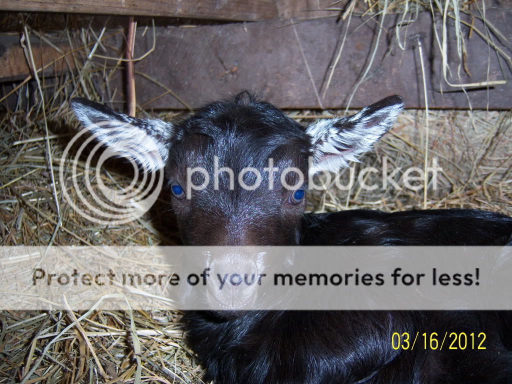 She had twins! - Goats