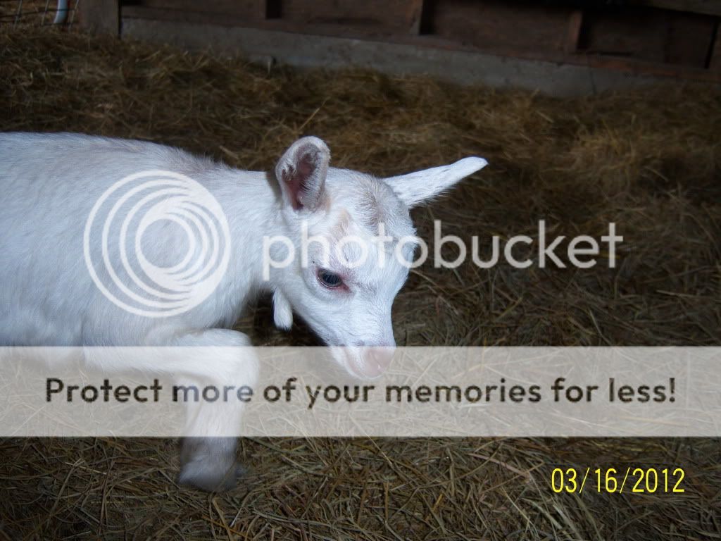 She had twins! - Goats