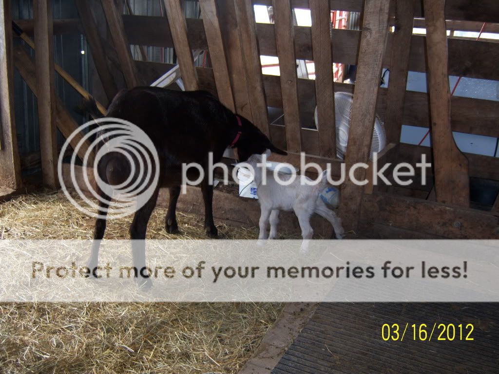 She had twins! - Goats