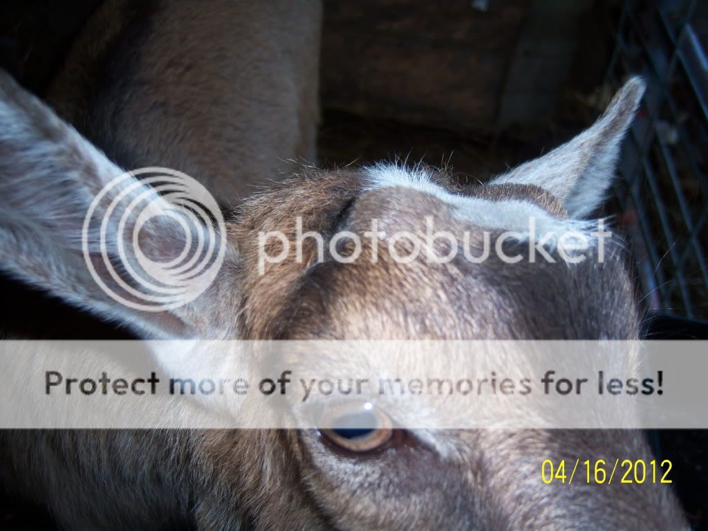 Are they polled? PICs included - Goats