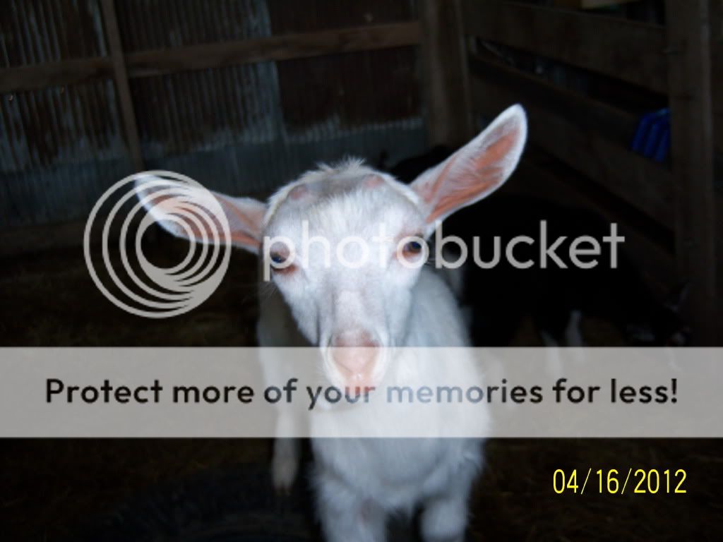 Are they polled? PICs included - Goats