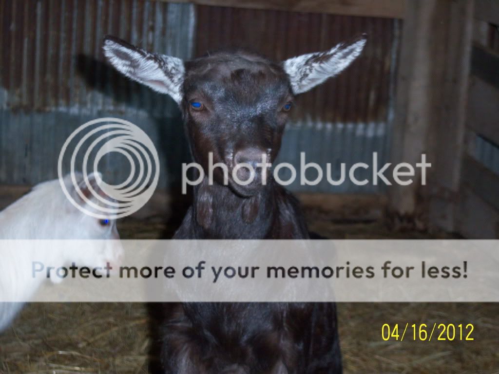 Are they polled? PICs included - Goats