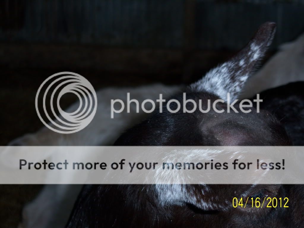 Are they polled? PICs included - Goats