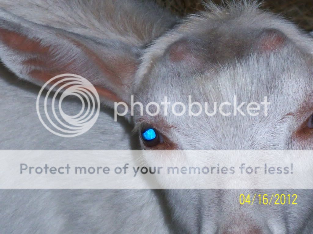 Are they polled? PICs included - Goats