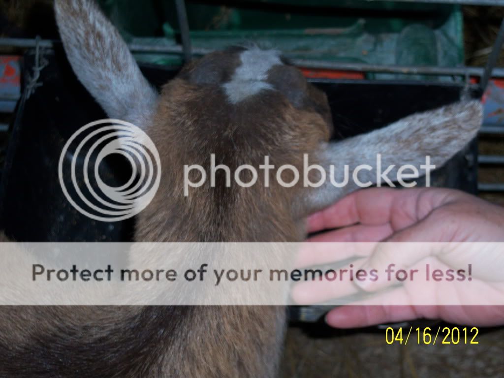 Are they polled? PICs included - Goats