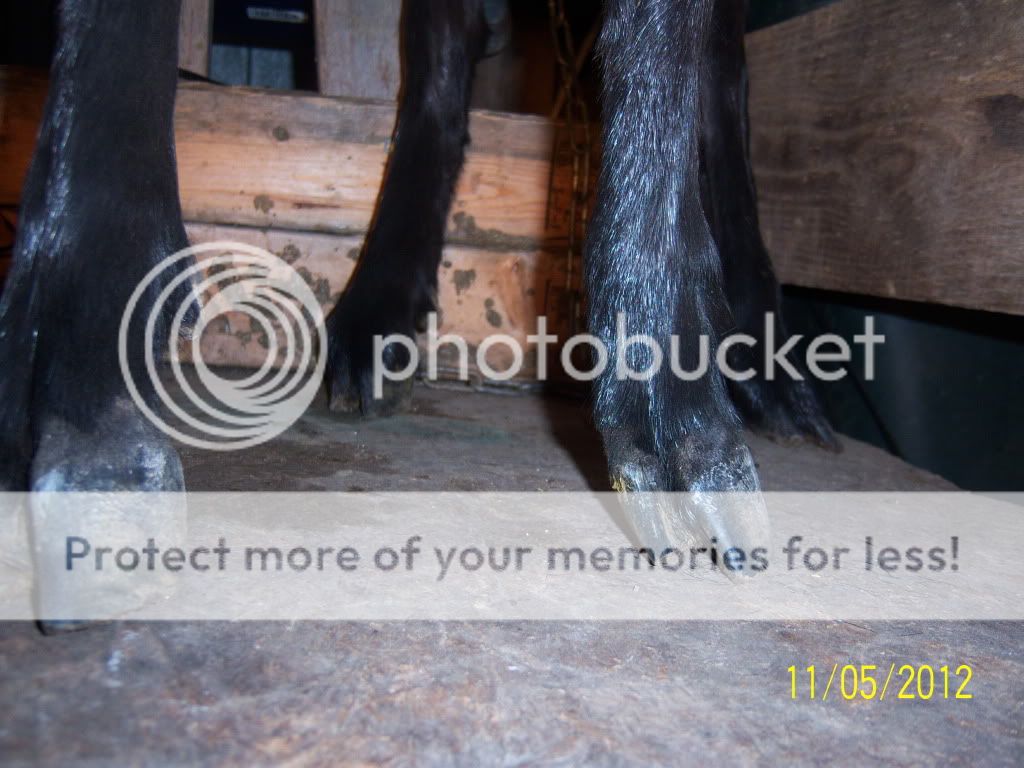 What would you do? - Goats