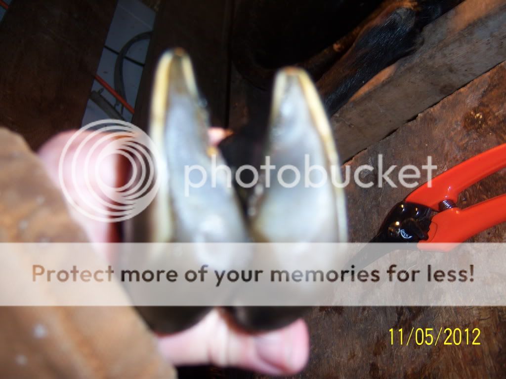 What would you do? - Goats