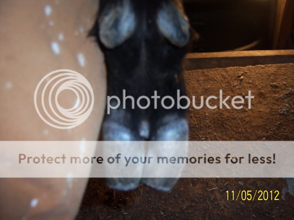 What would you do? - Goats