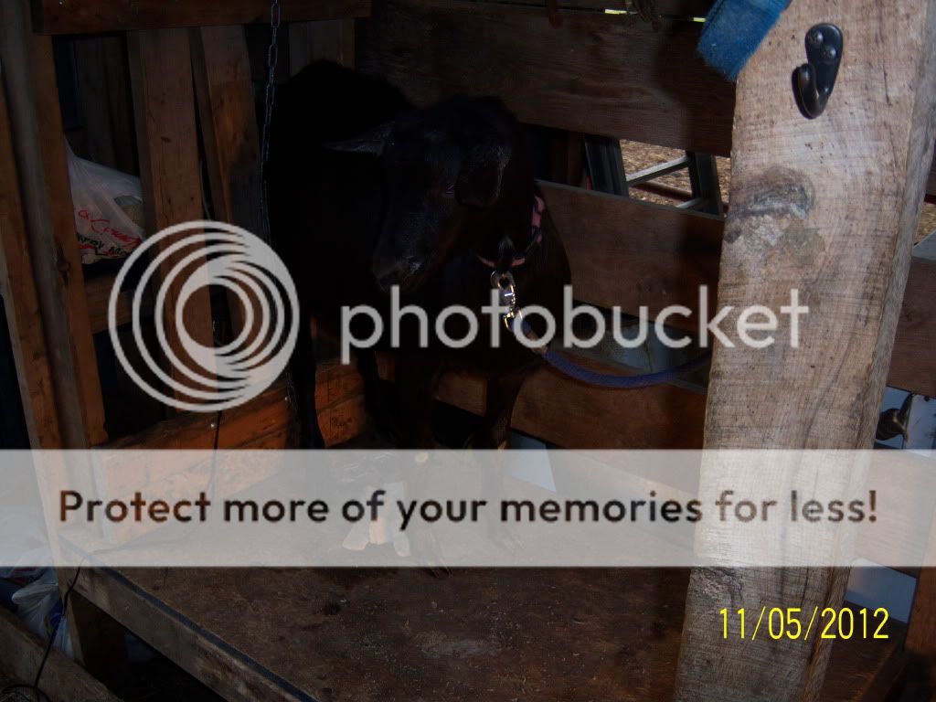 What would you do? - Goats