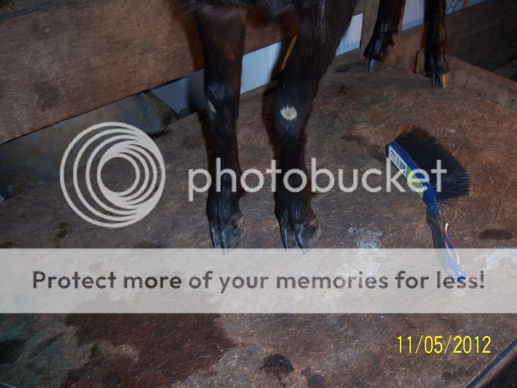 What would you do? - Goats