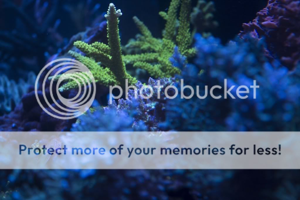 ecotech marine introduces the